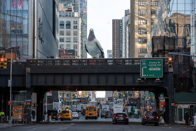 Giant aluminum pigeon "dinosaur" by ivan argote to perch above the high line in new york