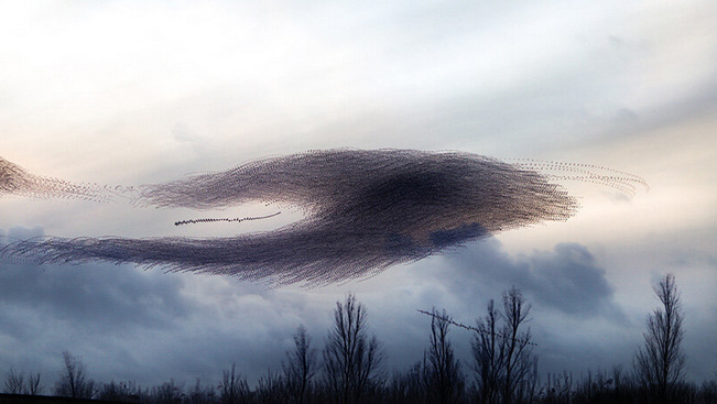 Photography series by kathryn cooper maps aerial choreography of starling murmurations