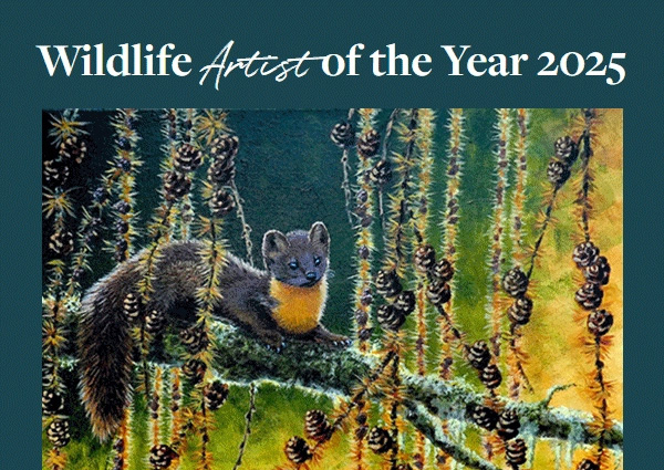 Wildlife Artist Of The Year 2025